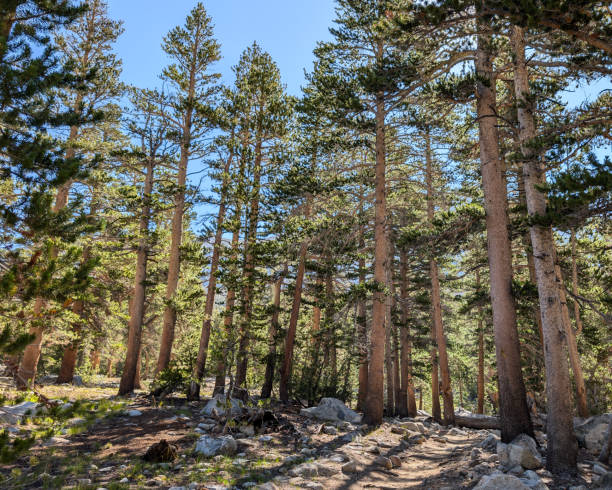Lodgepole Pine Trees in Inyo National Forest, California