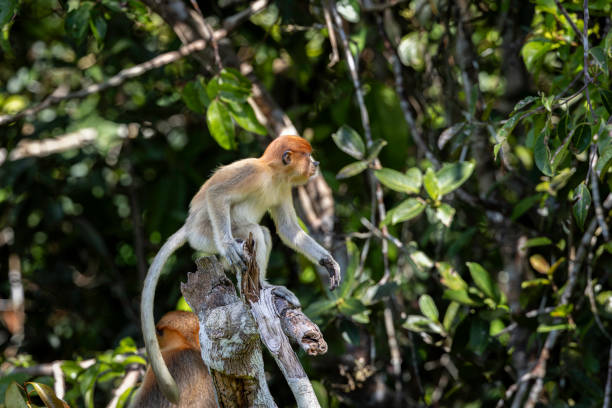 Young Proboscis Monkey. Documented at Tabin Wildlife  Reserve.