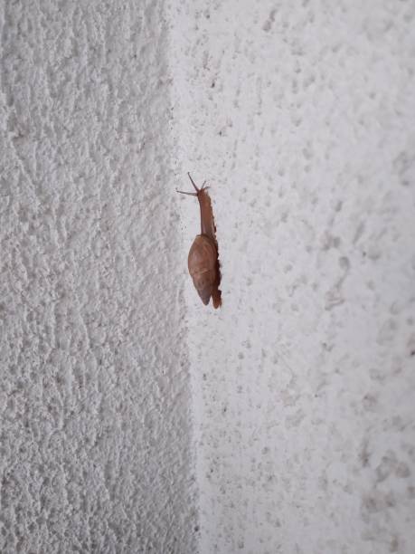 istock Large snail climbing up a white wall 2163629353