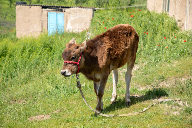 A brown cow with a red harness is walking on a grassy field. The cow is tied to a post and he is grazing