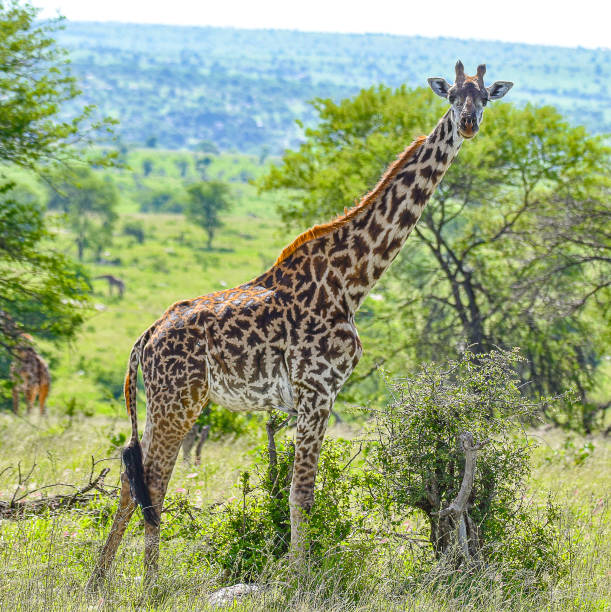 In this breathtaking scene, wild Nubian giraffes are silhouetted against the vibrant hues of a sunset in a Ugandan National Park. The sky is ablaze with shades of orange, pink, and purple, casting a warm glow over the landscape. The graceful giraffes, with their long necks and distinctive patchwork coats, stand majestically among the acacia trees, creating a striking contrast against the colorful sky. As they roam the open savanna, their elegant forms capture the essence of the African wilderness. This moment beautifully showcases the tranquility of nature, highlighting the beauty of Nubian giraffes in their stunning habitat as day transitions to night.