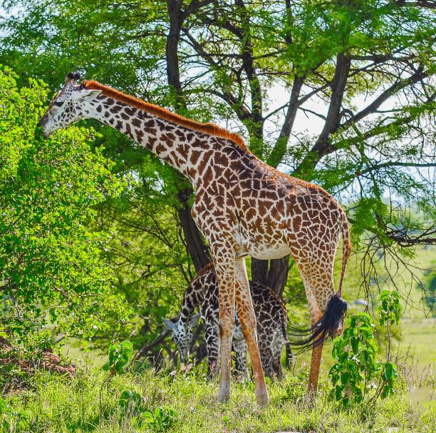 istock Serengeti National Park 2163629882