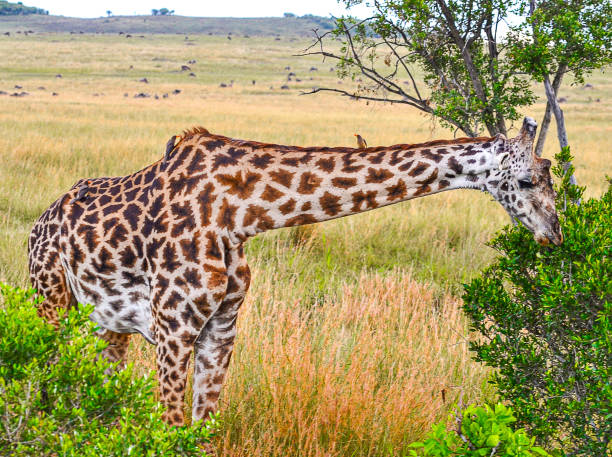 istock Maasai Mara National Reserve 2163629960