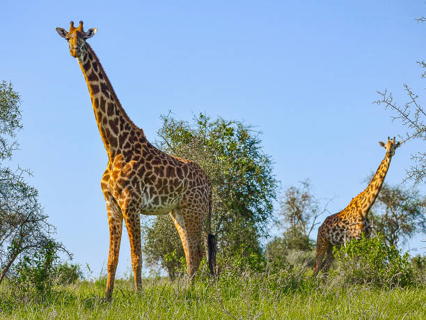 istock Tsavo West National Park 2163630015
