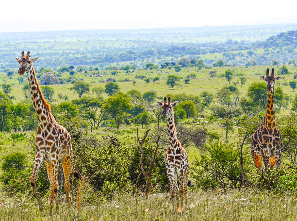 istock Serengeti National Park 2163630051
