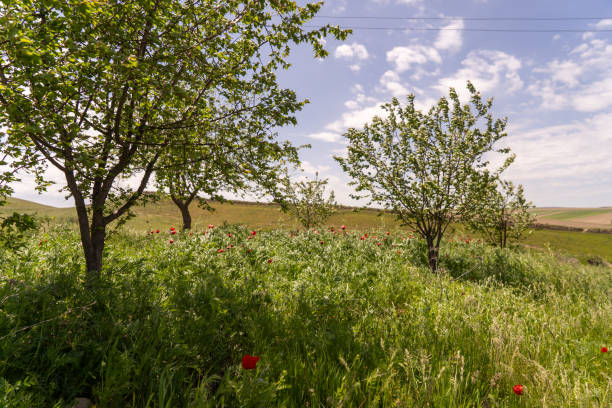A field of grass with a few trees in the background. The sky is blue and there are some clouds