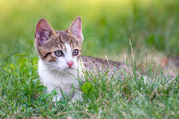 istock Portrait of a little cat 2163630157