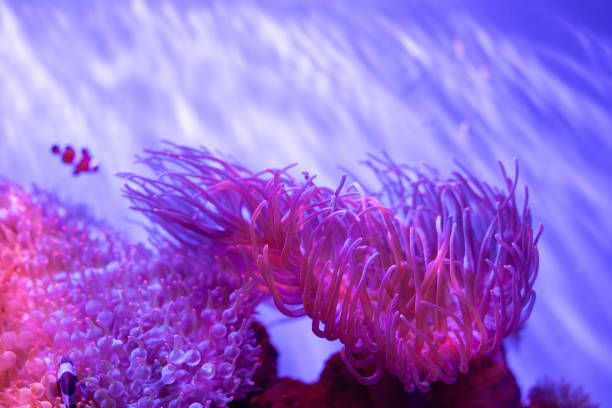 A purple sea anemone with a fish swimming by. The anemone is surrounded by other sea creatures