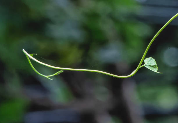 istock A spindly plant leaf in the garden 2163630726