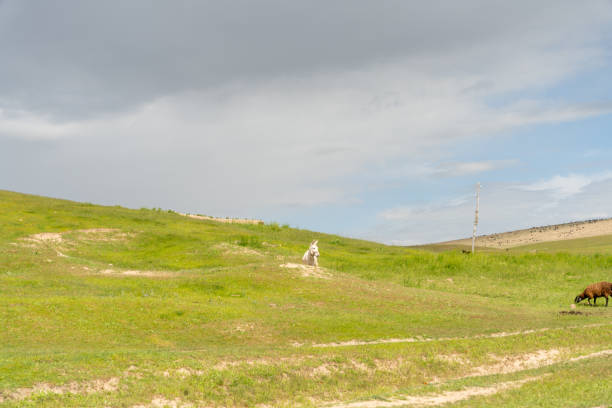 A man is walking in a field with cows and a dog. The sky is cloudy and the grass is green