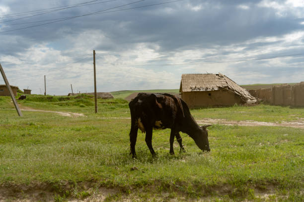 A cow is grazing in a field next to a house. The sky is cloudy and the grass is green