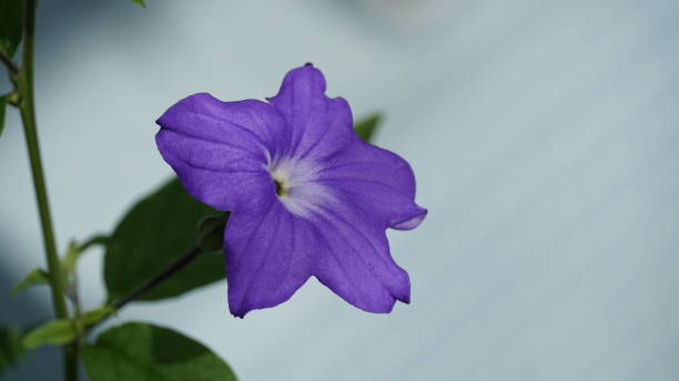 istock Botanical garden, Nagoya, Japan 2163631732