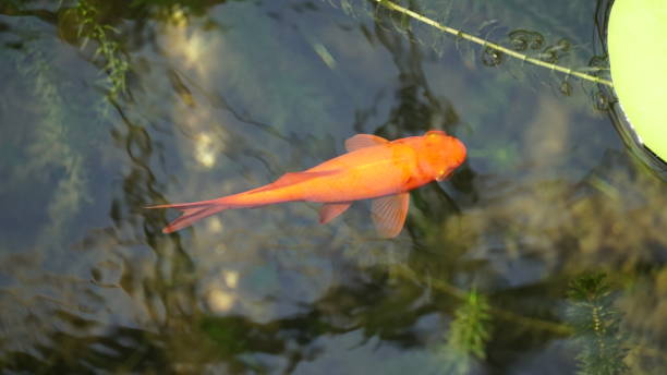 istock Botanical garden, Nagoya, Japan 2163631734