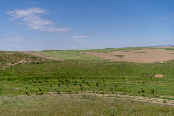 A large, open field with a blue sky and a few trees. The field is mostly green, with some brown patches