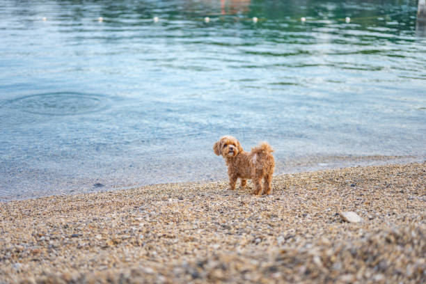 Cute little Maltipoo dog on the beach early in the morning.