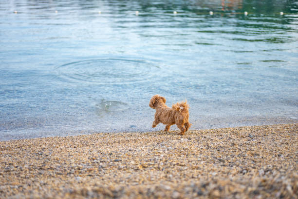 istock Little puppy on the beach 2163633089