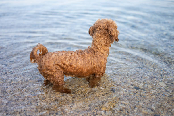 istock Little dog standing in the sea 2163633455