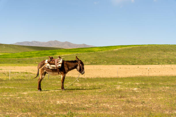 A donkey is standing in a field with a saddle on its back. The scene is peaceful and serene, with the donkey being the only living creature in the image