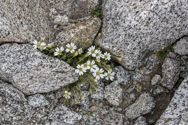 istock White alpine flowers on rock 2163633816