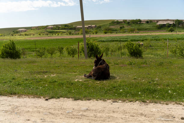 A donkey is laying down in a field. The field is green and has a few trees. The donkey is in the middle of the field and is not near any buildings