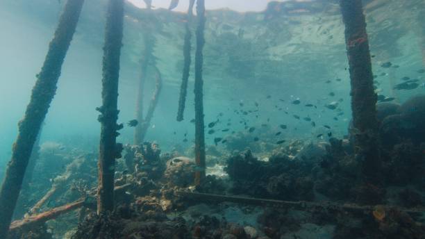 istock House on the stilt as seen from underwater 2163635030