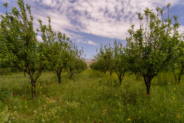 A field of trees with a blue sky in the background. The trees are full of leaves and the grass is green