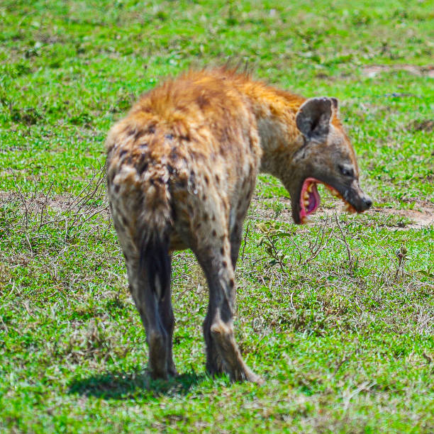 istock Serengeti National Park 2163636569