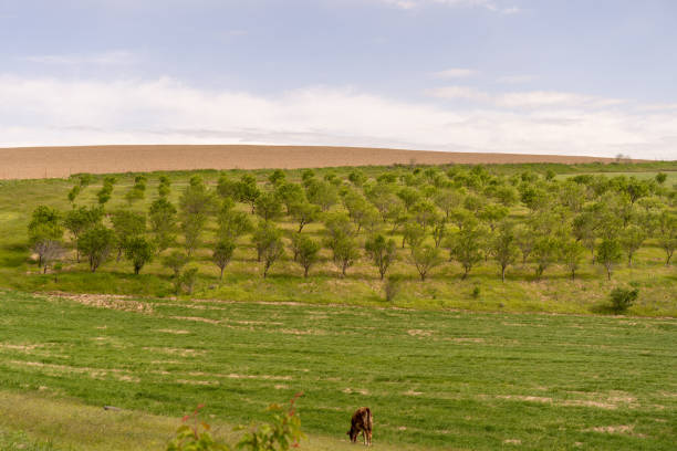 A field of trees with a person walking through it