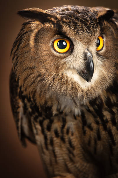 istock Great Horned Owl Looking to the Side 2163637513