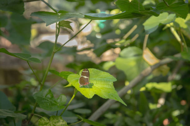 Macro image of Lepidoptera.
