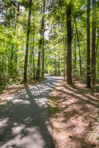 istock Walking Path Through Wooded Area with Dappled Sunlight 2163637860