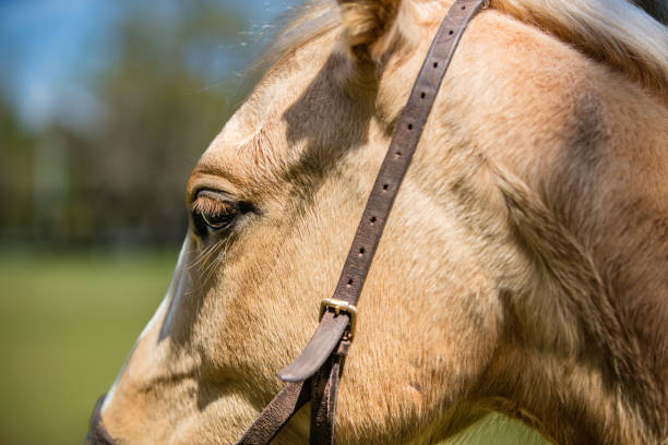 Close crop of tan horse head with bridle on, blurry background