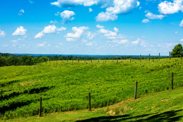 Green pasture under blue sky with clouds