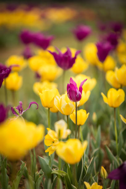 Tulip field with purple and yellow tulips