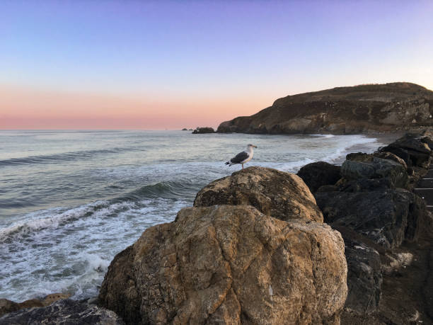 istock Curved Coastline at Sunset with Bird on Rock 2163638240