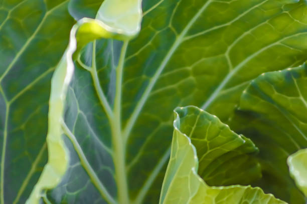 cauliflower leaves / broccoli leaves / cabbage leaves