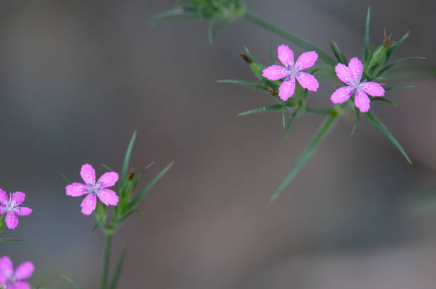 istock Deptford Pink flowers springing up from no where 2163639560