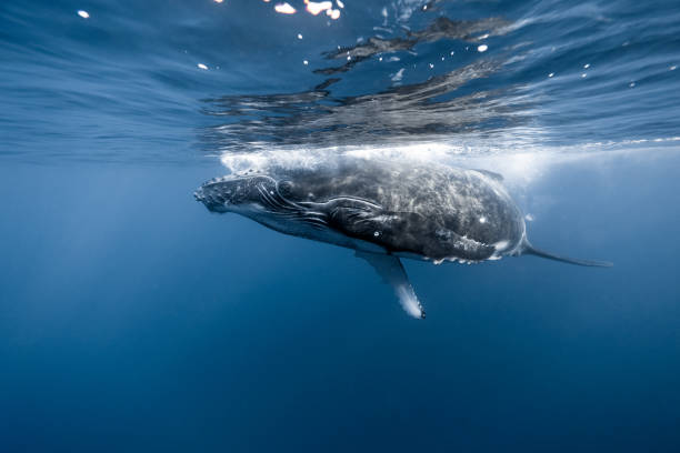 istock Young Humpback Whale Swimming close under Water surface 2163639624