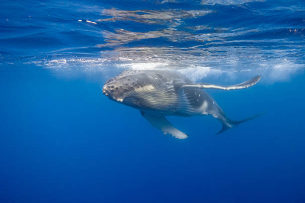 istock Young Humpback Whale Swimming close under Water surface 2163639679