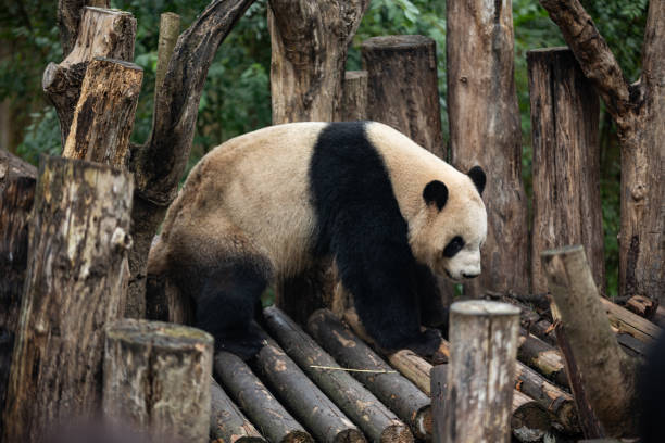 istock A panda is walking on a wooden platform in a forest 2163640007