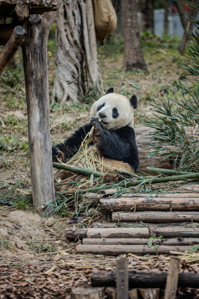 istock A panda is eating bamboo in the forest 2163640160