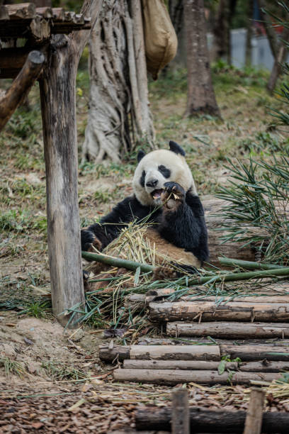 istock A panda is eating bamboo in the forest 2163640222