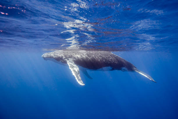 istock Young Humpback Whale Swimming close under Water surface 2163640308