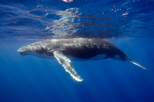 istock Young Humpback Whale Swimming close under Water surface 2163640309