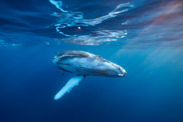 istock Young Humpback Whale Swimming close under Water surface 2163640413