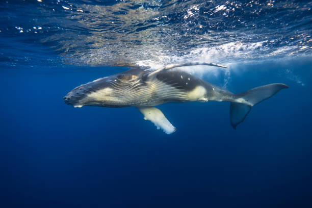 istock Young Humpback Whale Swimming close under Water surface 2163640432