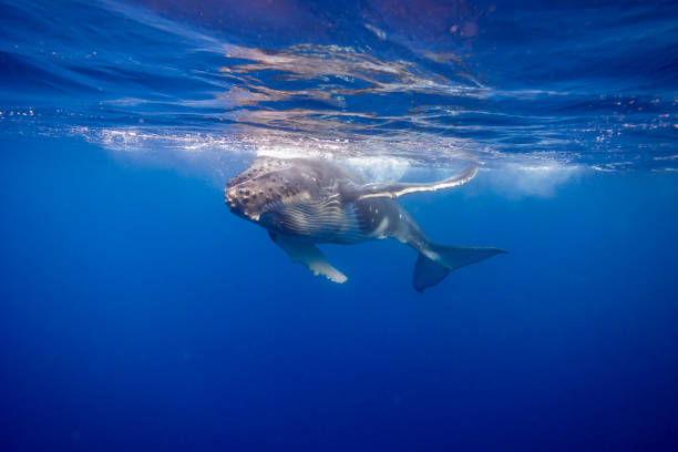 istock Young Humpback Whale Swimming close under Water surface 2163640450