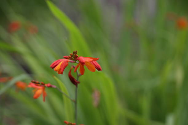 Iris family.\nSelective focus on the orange blossoms of the montbretia in a flowerbed in Metro Vancouver.\nPlant Hardiness Zone 8A.