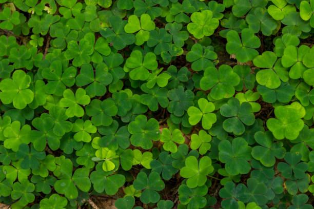 istock green leaves background lucky day 2163642786