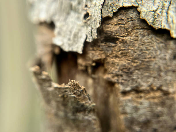 istock Macro shot of a cracked tree trunk 2163643304